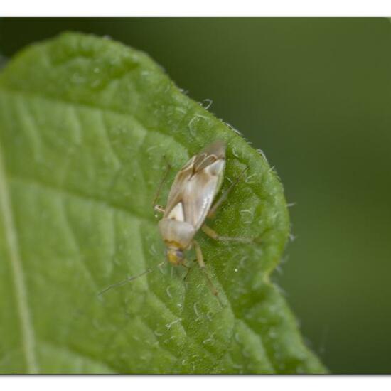 Lygus pratensis: Animal in habitat Garden agriculture in the NatureSpots App