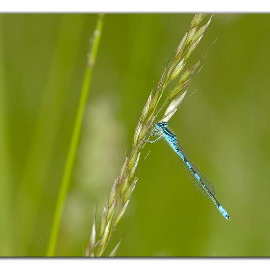 Dainty Damselfly: Animal in habitat Garden agriculture in the NatureSpots App