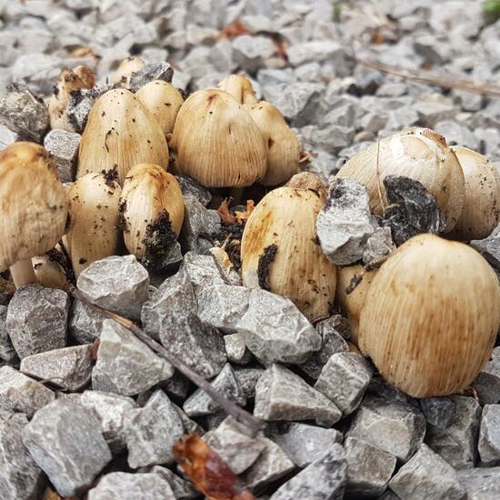 Coprinus: Mushroom in habitat Road or Transportation in the NatureSpots App