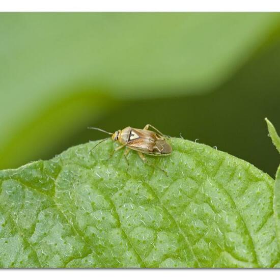 Lygus pratensis: Animal in habitat Garden agriculture in the NatureSpots App