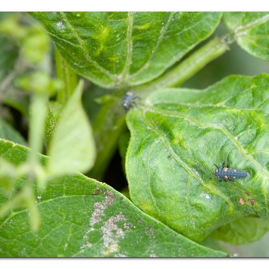 Coccinella septempunctata: Animal in habitat Garden agriculture in the NatureSpots App