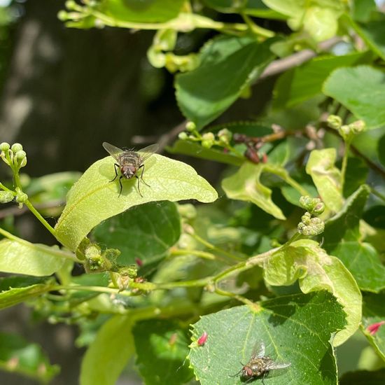 Tilia cordata: Plant in habitat Park in the NatureSpots App