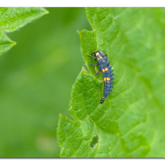 Coccinella septempunctata: Animal in habitat Garden agriculture in the NatureSpots App