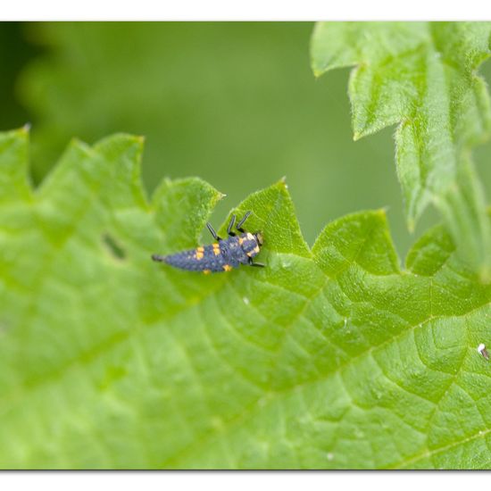 Coccinella septempunctata: Animal in habitat Garden agriculture in the NatureSpots App