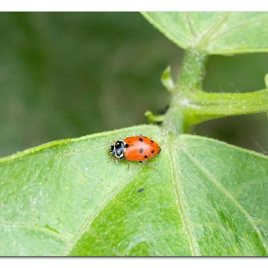 Hippodamia variegata: Animal in habitat Garden agriculture in the NatureSpots App