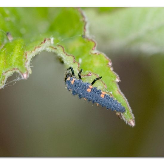 Coccinella septempunctata: Animal in habitat Garden agriculture in the NatureSpots App