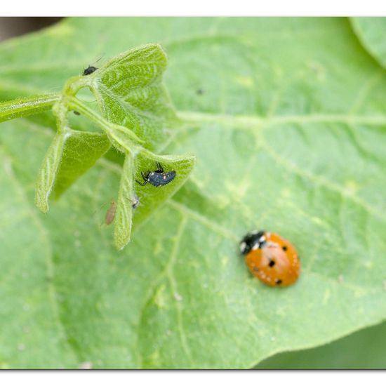 Coccinella septempunctata: Animal in habitat Garden agriculture in the NatureSpots App