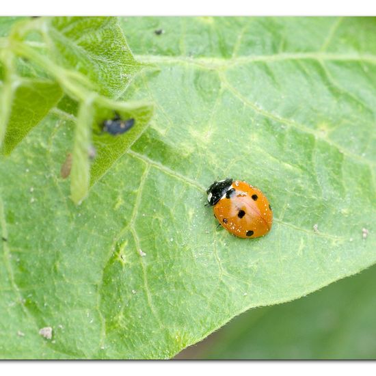 Coccinella septempunctata: Animal in habitat Garden agriculture in the NatureSpots App