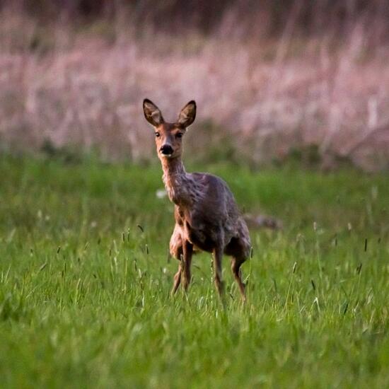 Roe deer: Animal in habitat Natural Meadow in the NatureSpots App