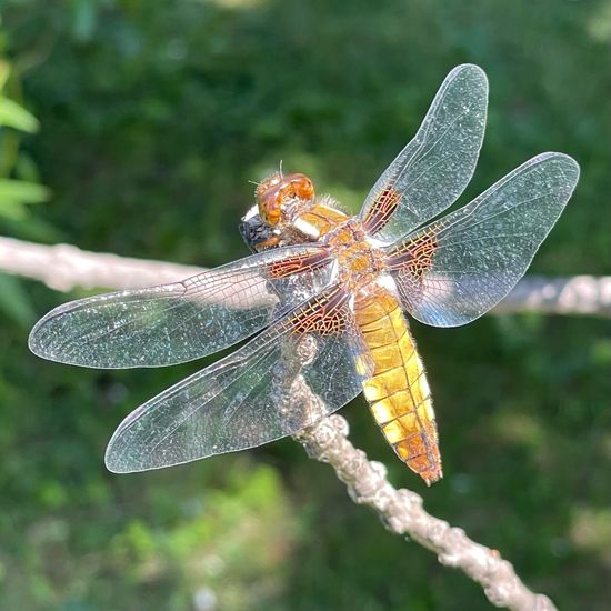 Broad-bodied Chaser: Animal in habitat Park in the NatureSpots App