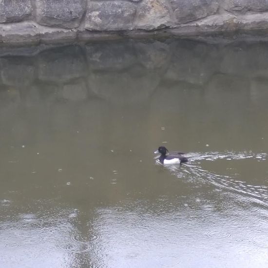 Tufted Duck: Animal in habitat Stream in the NatureSpots App