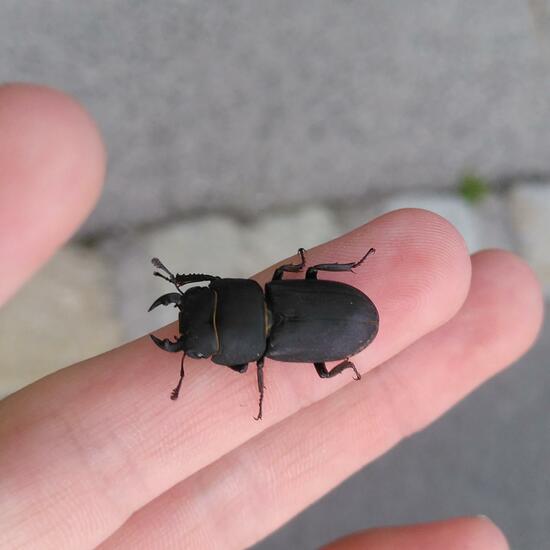 Dorcus parallelipipedus: Animal in habitat Road or Transportation in the NatureSpots App