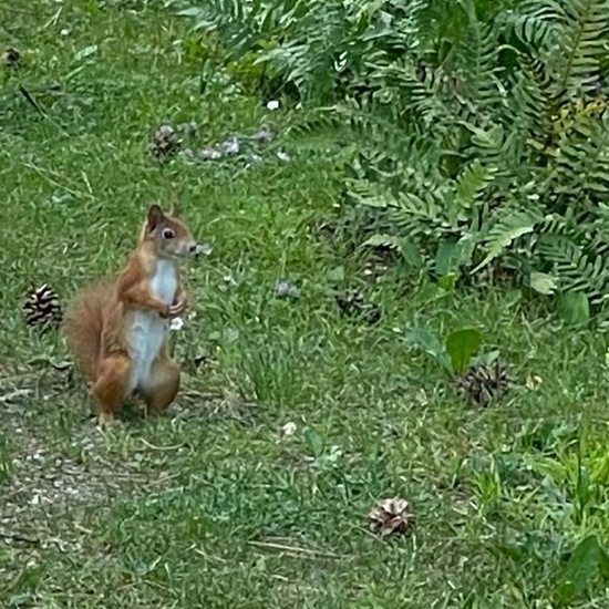 Red squirrel: Animal in habitat Park in the NatureSpots App