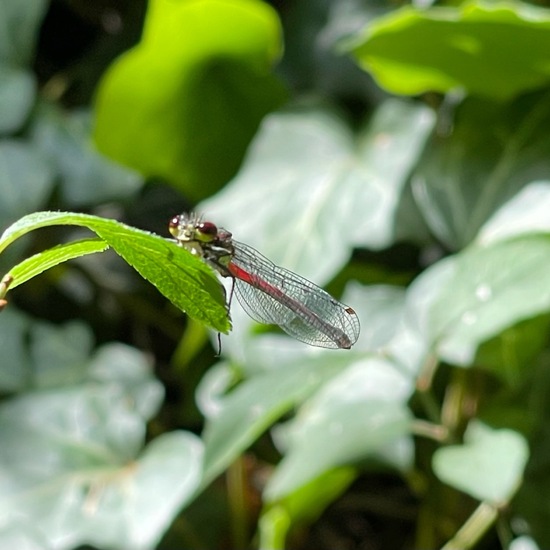 Large Red Damselfly: Animal in habitat Park in the NatureSpots App