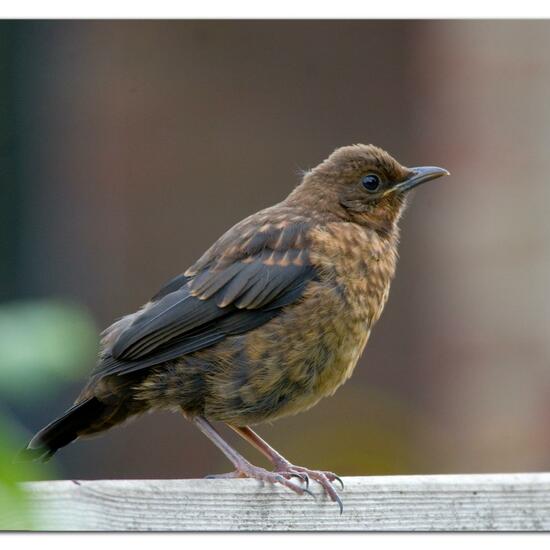 Common blackbird: Animal in habitat Garden in the NatureSpots App