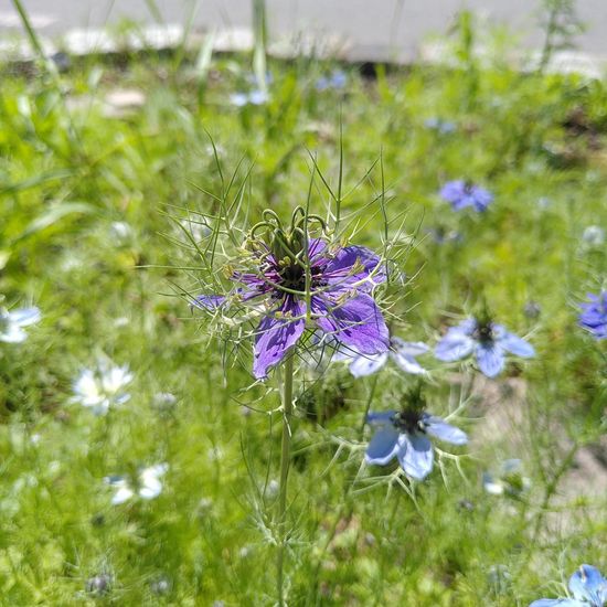 Nigella damascena: Plant in habitat Flowerbed in the NatureSpots App