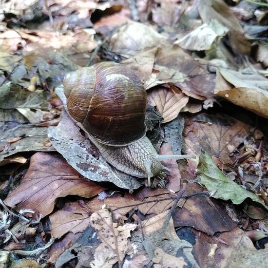 Helix pomatia: Animal in habitat Temperate forest in the NatureSpots App