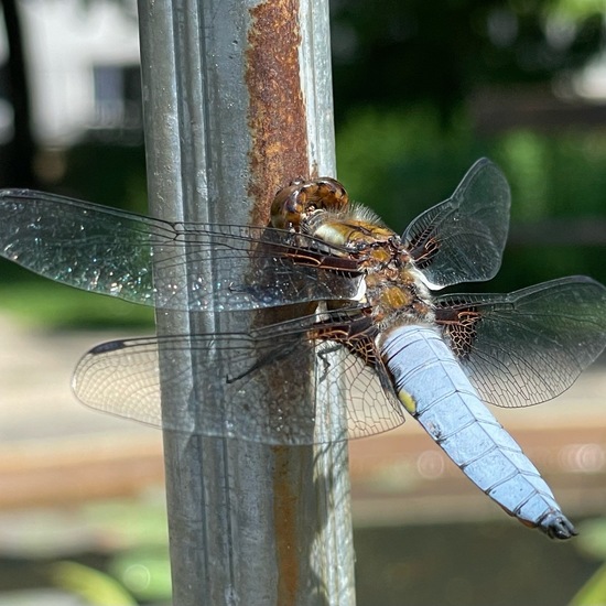 Broad-bodied Chaser: Animal in habitat Park in the NatureSpots App