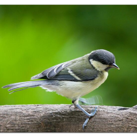 Great Tit: Animal in habitat Garden in the NatureSpots App