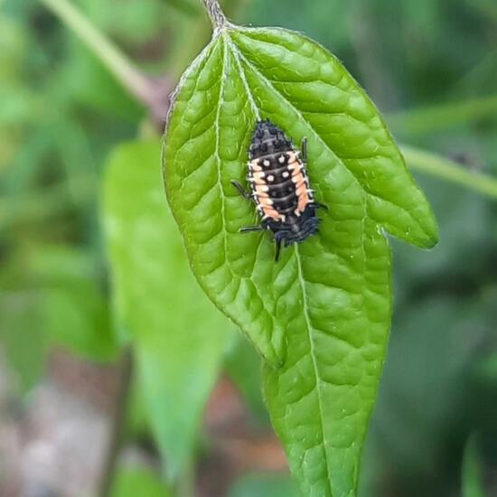 Coccinella septempunctata: Animal in nature in the NatureSpots App