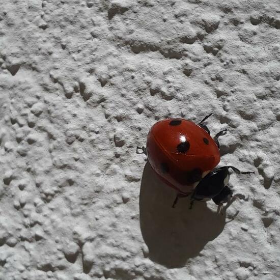 Coccinella septempunctata: Animal in nature in the NatureSpots App