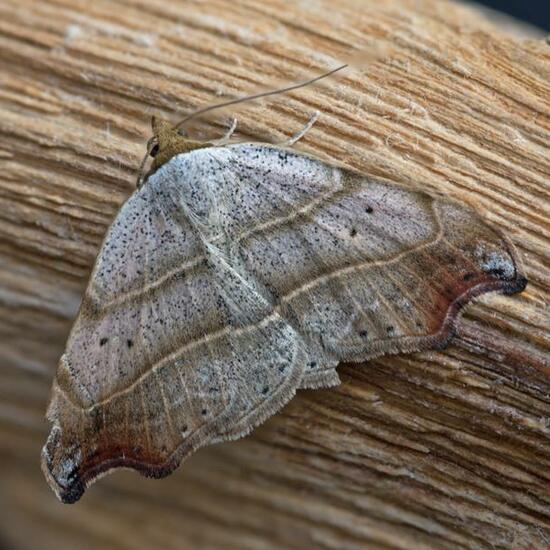 Lepidoptera: Animal in habitat Garden in the NatureSpots App