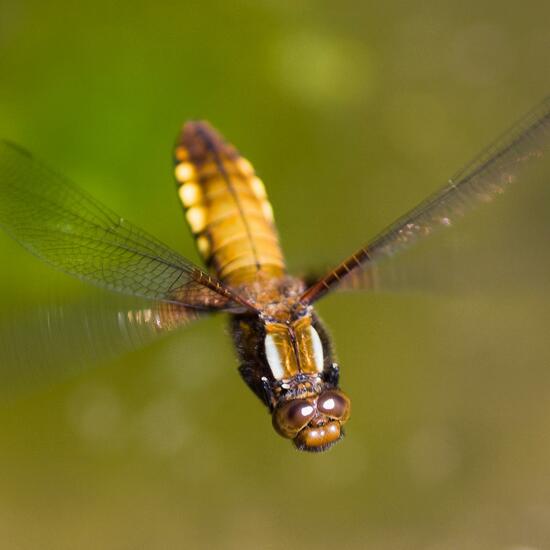 Odonata: Animal in habitat Pond in the NatureSpots App