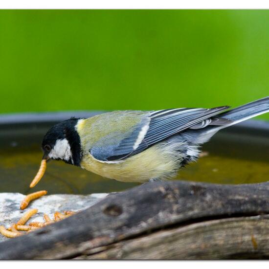 Great Tit: Animal in habitat Garden in the NatureSpots App