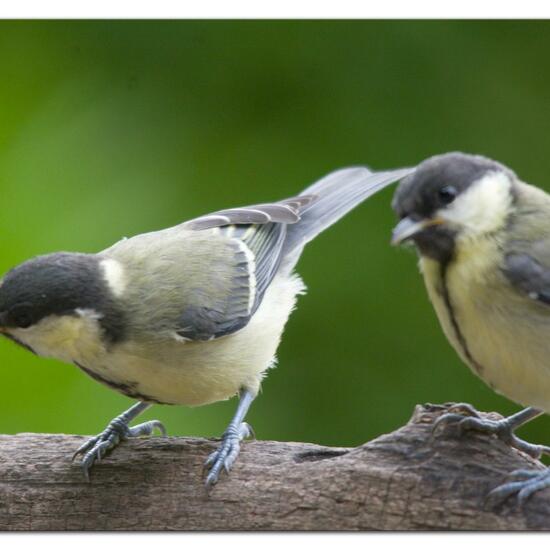 Great Tit: Animal in habitat Garden in the NatureSpots App