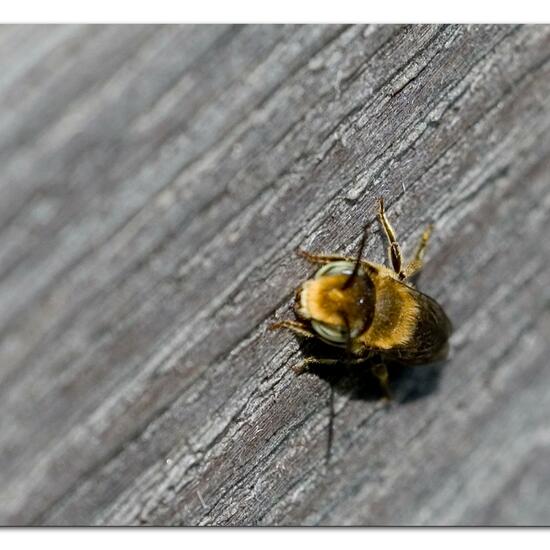 Megachile rotundata: Animal in habitat Garden in the NatureSpots App