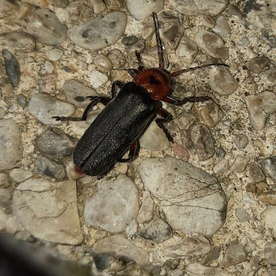 Cantharis fusca: Animal in nature in the NatureSpots App