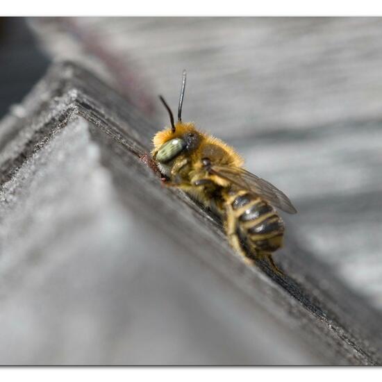 Megachile rotundata: Animal in habitat Garden in the NatureSpots App