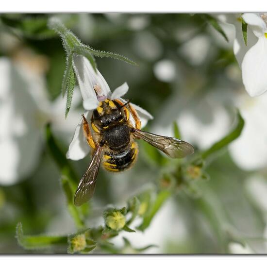 Anthidium manicatum: Animal in habitat Garden in the NatureSpots App