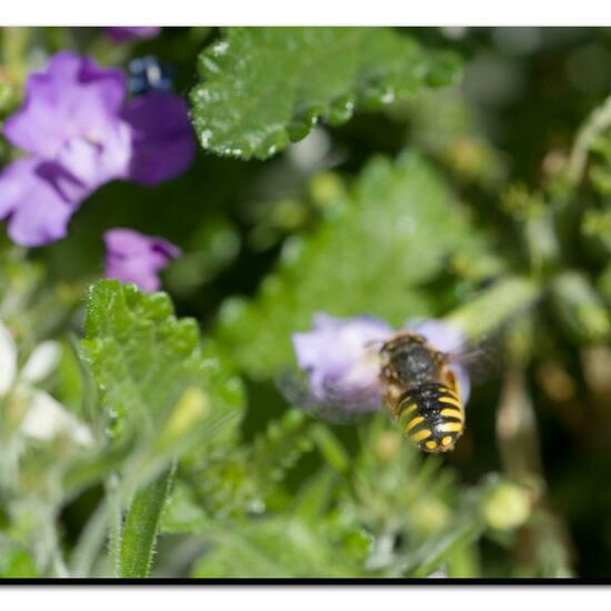 Anthidium manicatum: Animal in habitat Garden in the NatureSpots App