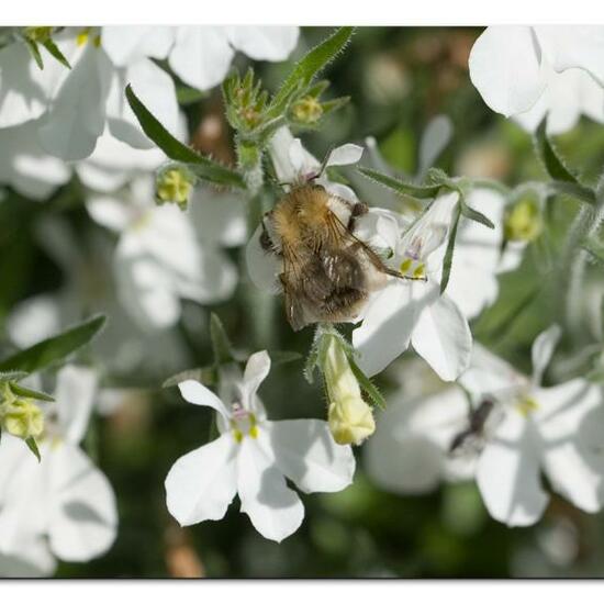 Bombus pascuorum: Animal in habitat Garden in the NatureSpots App