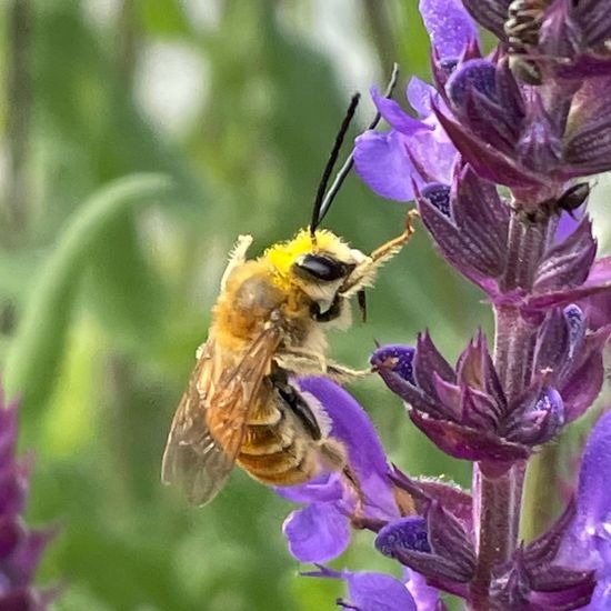 Eucera longicornis: Animal in habitat Garden in the NatureSpots App