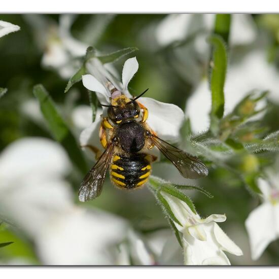 Anthidium manicatum: Animal in habitat Garden in the NatureSpots App