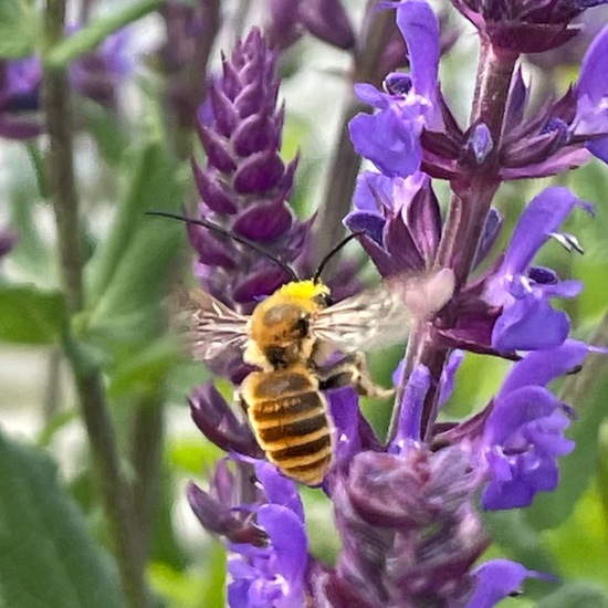 Eucera longicornis: Animal in habitat Garden in the NatureSpots App