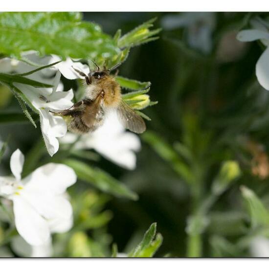 Bombus pascuorum: Animal in habitat Garden in the NatureSpots App