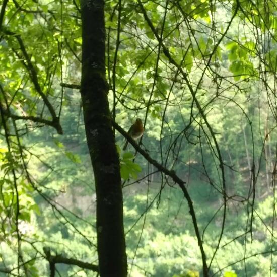 European robin: Animal in habitat Riparian forest in the NatureSpots App