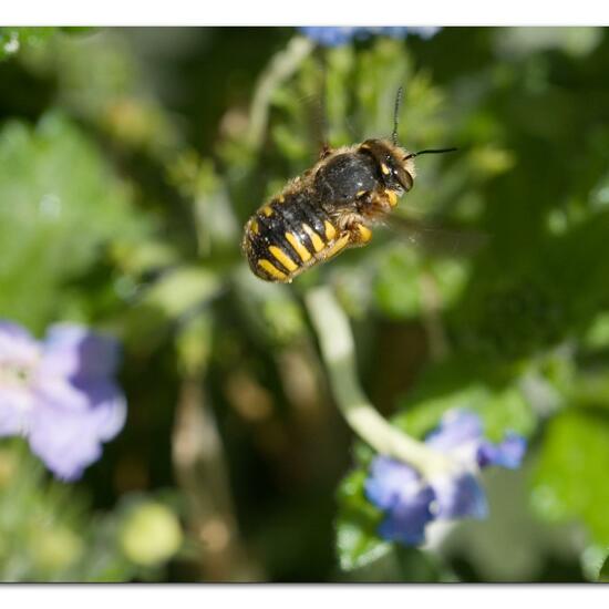 Anthidium manicatum: Animal in habitat Garden in the NatureSpots App