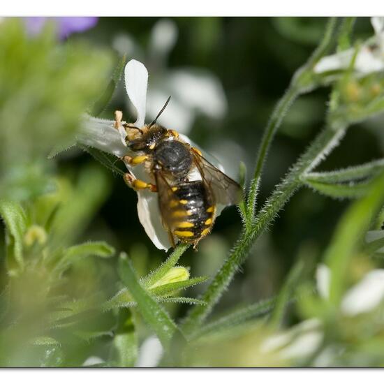 Anthidium manicatum: Animal in habitat Garden in the NatureSpots App