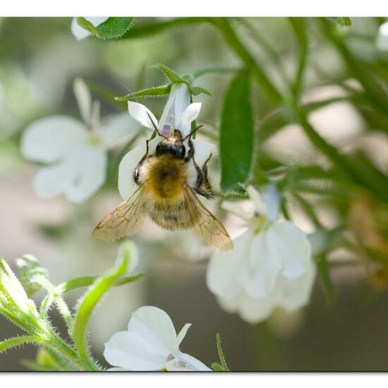 Bombus pascuorum: Animal in habitat Garden in the NatureSpots App