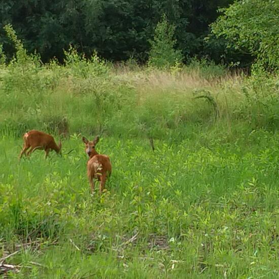 Roe deer: Animal in habitat Forest in the NatureSpots App