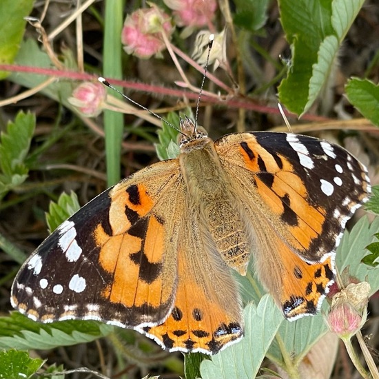 Vanessa cardui: Animal in nature in the NatureSpots App