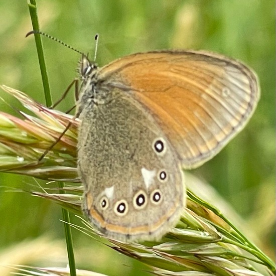 Coenonympha glycerion: Animal in habitat Shrubland in the NatureSpots App