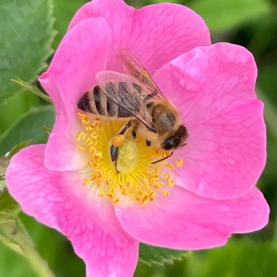 Apis mellifera: Animal in nature in the NatureSpots App