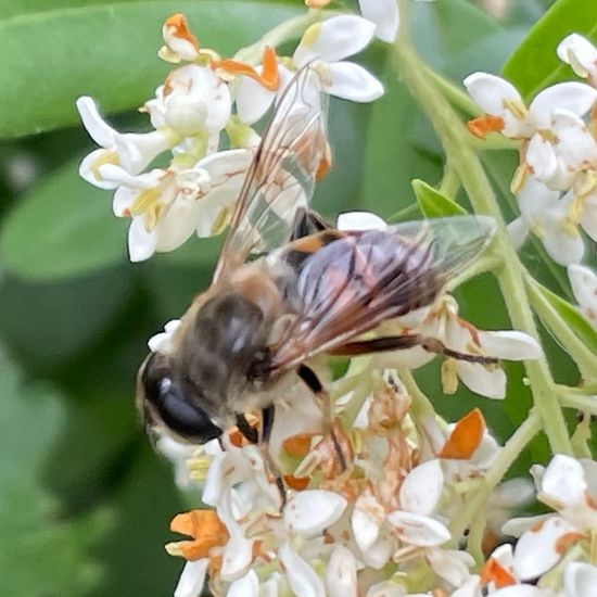 Eristalis tenax: Animal in habitat Grassland in the NatureSpots App