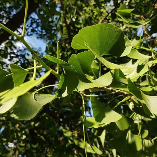 Ginkgo biloba: Plant in habitat Park in the NatureSpots App