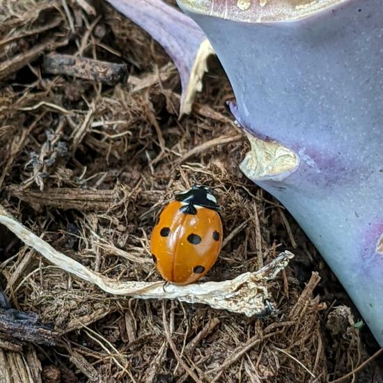 Siebenpunkt-Marienkäfer: Tier im Habitat Garten in der NatureSpots App